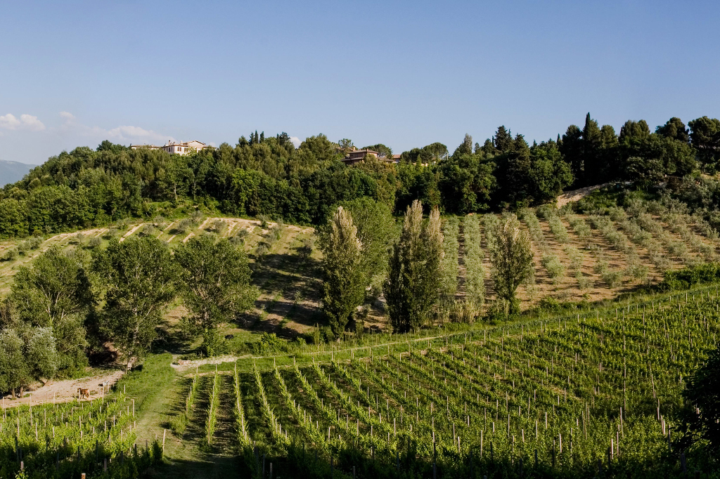 Uw verblijf zal worden omringd door een achtergrond van uitzonderlijke natuurlijke schoonheid tussen de wijngaarden en olijfbomen in de groene heuvels van Umbrië, de mooie omgeving van de vele middeleeuwse dorpjes zoals bSpoleto/b, bMontefalco/b, bTrevi/b, bSpello/b, bAssisi/b.